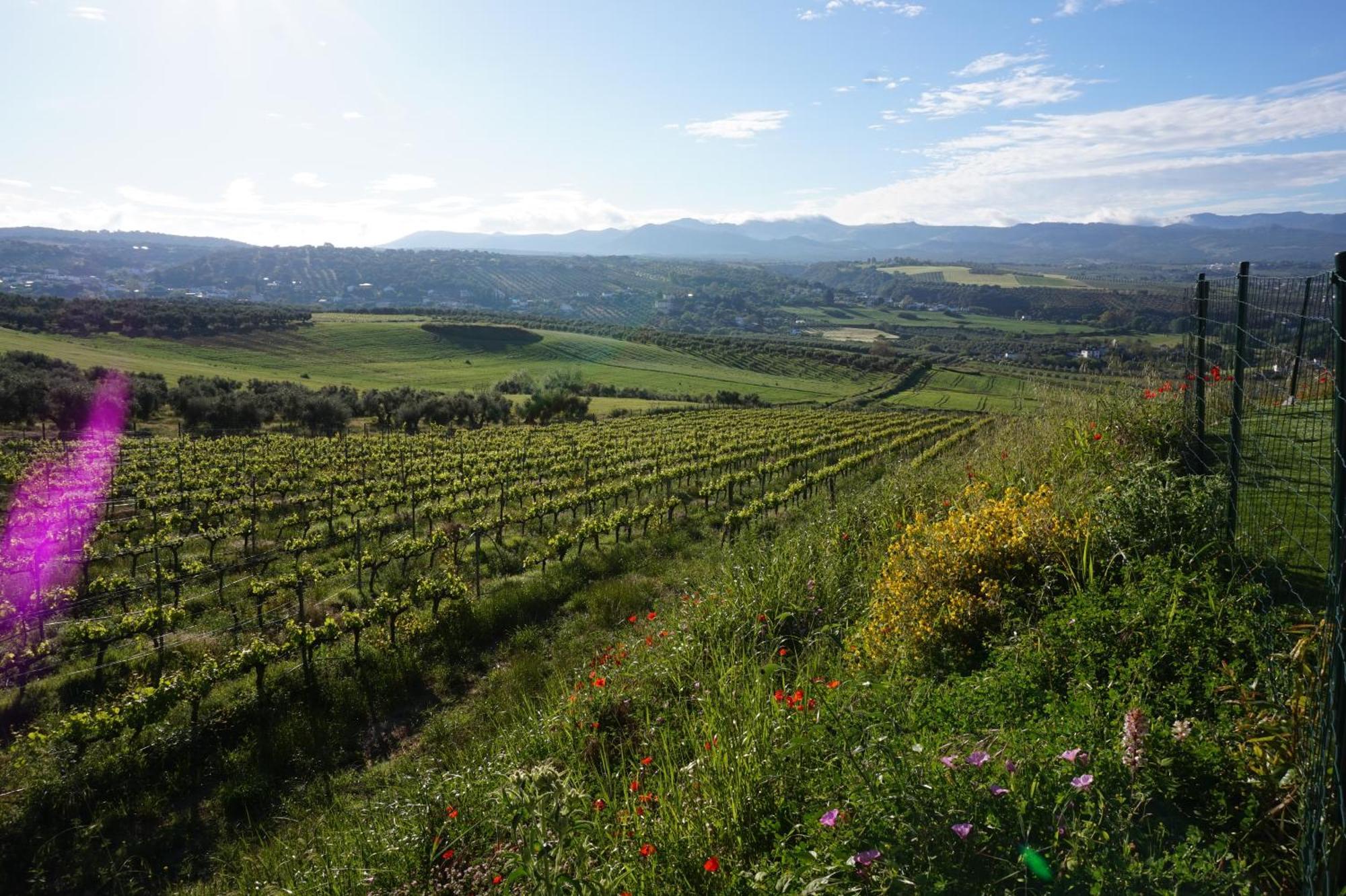 Bodegas Morosanto Daire La Cimada Dış mekan fotoğraf